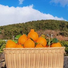 [귤수저] 제주 고당도 한라봉 산지직송 신선 과일 선물, 2kg, 1개