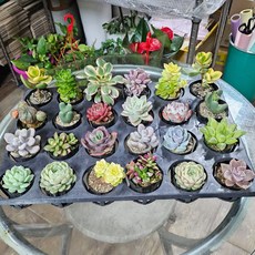 안산플라워마트 미니다육식물 다육이 6종 세트 랜덤