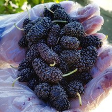 [잼잼농장] 산지직송 햇 오디 급냉 뽕나무 열매 고당도 특품, 1개, 8kg