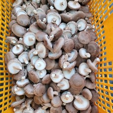 [예산농장-봉산버섯]생표고 버섯 알뜰형 못난이 가정용 식당용 대용량용, 1박스, 8kg