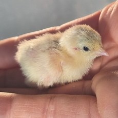 미니메추리 병아리 부화용 알 유정란, 1개