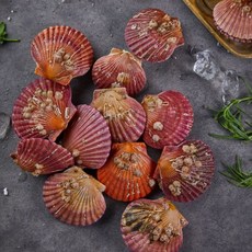 [신선도 UP] 통영 산지직송 제철 홍가리비 1kg 3kg 5kg 10kg 조업 왕가리비 최상급 엄격 선별, 1박스, 1kg (20미 내외)