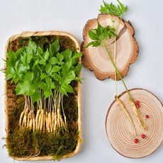 장성문영철농부 새싹삼 새싹인삼 면역력 가정의달 어버이날 선물, 2.5g, 30개