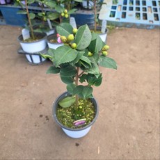 향기나는 서향 동백나무 키우기 겨울꽃, 1개