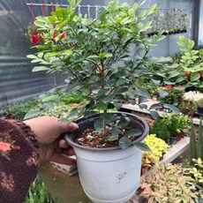 [근이네식물원] 오렌지자스민 중품, 1개, 0