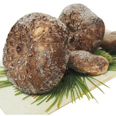 [금강송이무역] 자연산 능이버섯 냉동 [특품], B급 1kg, 1개