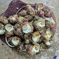 자연산 뿔소라 영덕 동해안 머구리 손채취 새벽조업 산지직송, 1개, 2kg