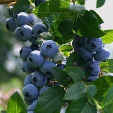 왕 블루베리 티프블루 묘목 4년생 대과종 고당도 노지월동, 1개