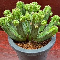 [허니다육]유포르비아 투비글란스