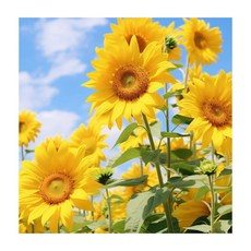 밝은 거실 풍수 인테리어 벽꾸미기 그림액자 해바라기액자 2번, 22x22cm