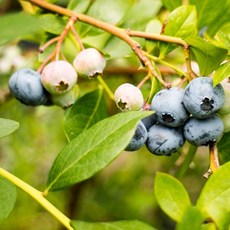 백운팜 국내산 블루베리(급냉), 1개, 블루베리(냉동) 1kg 특대(16~18mm)