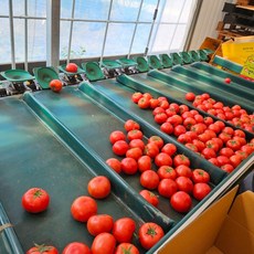 농장에서 수확한 주스용 완숙토마토(소과 4~5번과) 3kg / 5kg, 1박스, 주스용소과(4~5번과) 3kg