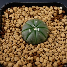 아스트로피툼 미니유리투구 실생- 아프리카식물 농장 코덱스식물 선인장