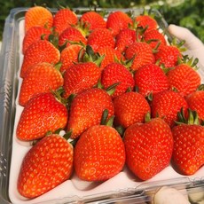 [명품설향노마진특가]농가직송 고당도 설향 딸기 제철, 1세트, 350g 달콤과즙 한입과