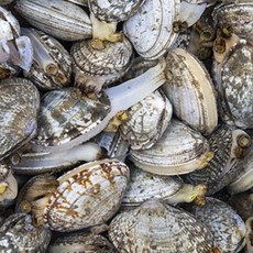 싱싱한 활바지락 1kg 신선포장 생바지락 바지락술찜 생물 바지락, (수입) 활바지락 1kg, 1세트, 1봉