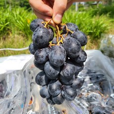 블랙아도라 블랙세이블 블랙포도 수입포도 씨없는 포도 2봉지 3봉지 5봉지 8봉지, 1개, 2봉지(2kg내외)