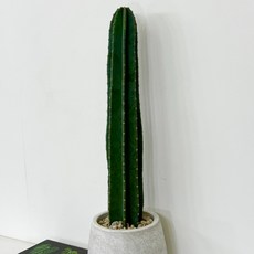 귀면각 선인장 80m 대형선인장 다육식물 키우기 전자파 차단 대성식물, 1개, 80cm