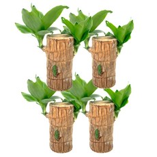 행운목 4개입 드라세나 맛상게아나 관엽 음지식물 수경재배 실내공기정화 대성식물, 4개, 그린