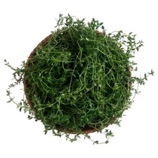 타임 생잎 허브 100g, 1개