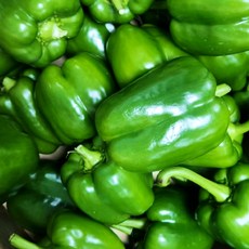 < 바른농산 > 국내산 못난이 피망 초록피망 청피망, 1kg, 1개