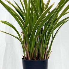 [다온난가든] 동양난 금황제(특상) 취임/축하/고급선물 동양란, 1개