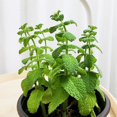 애플민트 10cm 허브 식용 모종 키우기 대성식물, 1개