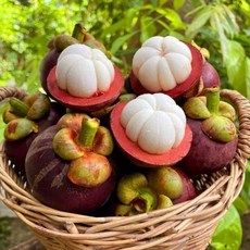 압도적1등 망고스틴 항공직송 프리미엄 특품, 1박스, 500g