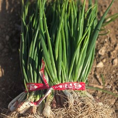 [여수] 국내산 흙쪽파 신선 햇쪽파, 1kg, 4개