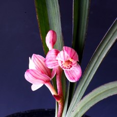 홍초홍하 빨간잎이 너무이쁜 난초 동양란 선물용 승진, 1개