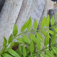 목포 신안군 신선냉동 먹갈치 산지직송 실속형먹갈치 6~7마리(1kg), 1세트, 1kg(6~7미)