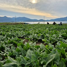 해풍으로 재배한 남해 시금치 보물초 섬초 노지시금치, 1박스, 500g