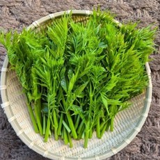 [한라산 중산간 마을 도노미 농원] 새벽수확하여 신선한 가시없는 참두릅 여름두릅순, 1개, 1kg