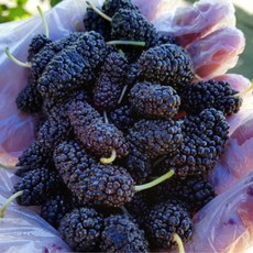 고창 2025년 햇 세척 뽕 열매 급냉 오디 생과 생과실 2kg 5kg 10kg, 1개, 토종오디 상품 5kg