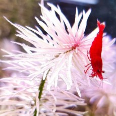 [미초] 루드위지아 먼치킨 슈퍼화이트 수초 1촉 / 중후경 수초 / 레이아웃 / 어항 수초, 1개