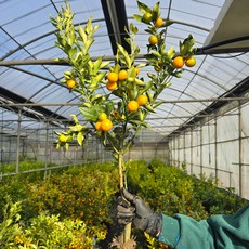 [제주한라농원]부가 들어오는 금귤(낑깡)나무 4년생 열매달림 수확가능 관리요령 영양제 증정