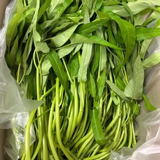 [야채소팜] 국내산 공심채 1kg 아삭한 모닝글로리 하우스 재배, 1개