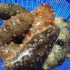 자연산 해삼 벌크실속해삼, 1개, 실속형 1kg(사이즈랜덤)