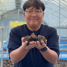 [프레시데이] 국내산 무농약 프리미엄 생 목이버섯 정품, 1개