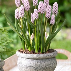 가든파라다이스 무스카리구근 (핑크썬라이즈) 1Set 4구, 1개