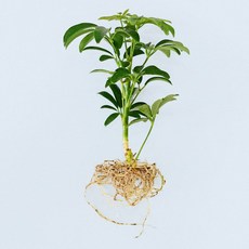 마이플랜트 홍콩야자 세척 모종 소형 수경재배식물, 1개