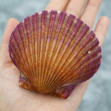 바다의품격 통영 제철 세척 비단 홍가리비, 8개, 1kg