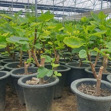 목하원예조경 무화과나무 승정도후인 무화과 화분 결실주 묘목 대과종 정원과일나무 유실수, 1개