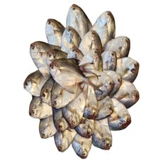 복덩이네 당일조업 국내산 생물병어 1kg 7-9미 내외 1세트, 1kg / 7-9미 내외