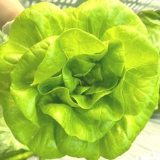 버터헤드 샐러드야채 유럽상추 1키 쌈채소, 1kg, 1박스