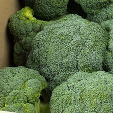 브로콜리 국내산 8KG 국산 브로코리, 브로콜리 8kg, 1개