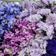 스타티스 스타치스 생화꽃 꽃다발 보라 핑크 노랑, 1, 반단