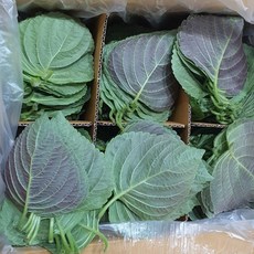 국내산 백양사 깻잎 2kg 4kg박스 포함 알뜰농장, 1개
