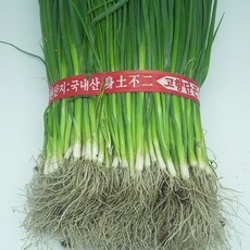 흰대가 많은 대파모종 다발 대파모종 100개