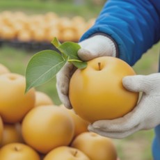 25년 햇 신고배(가정용) 5kg (5~12과내) 산지직송, 1박스, 신고배 5kg(11-12과내)