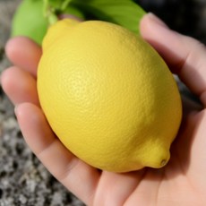 자주올디 [유기농] 제주레몬 청레몬 햇레몬, 1개, 유기농 레몬 (실중량) 2kg